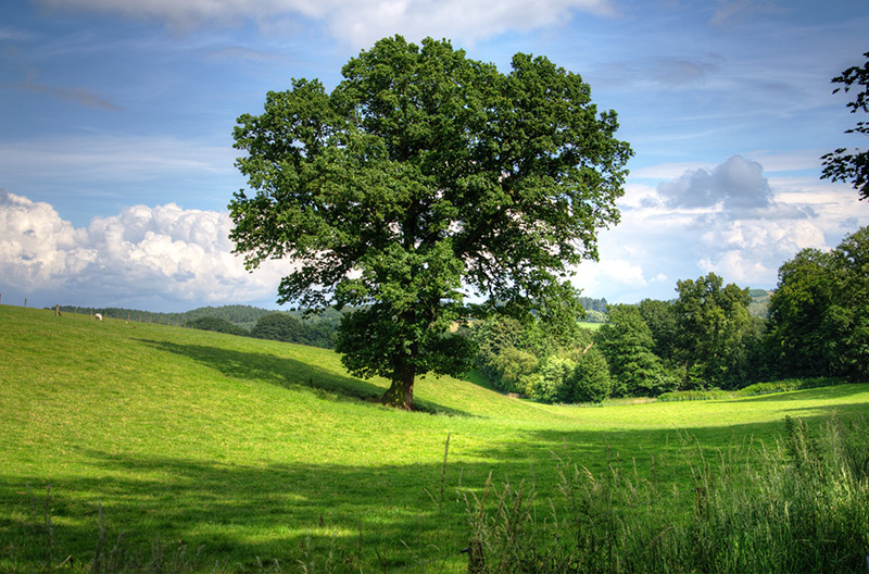 Image article, Point Fort Environnement