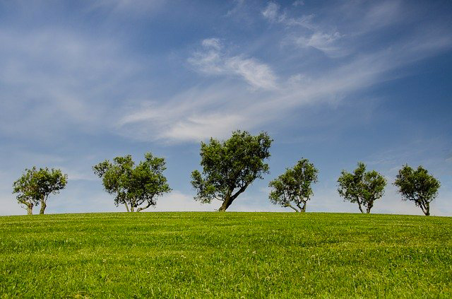 Arbres dans la campagne