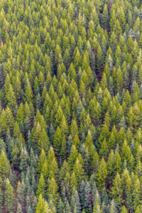 foret_sapins Foret de sapins